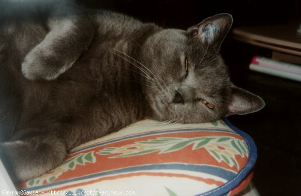 Photo de Chartreux