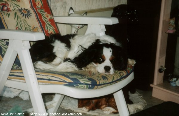 Photo de Cavalier king charles spaniel