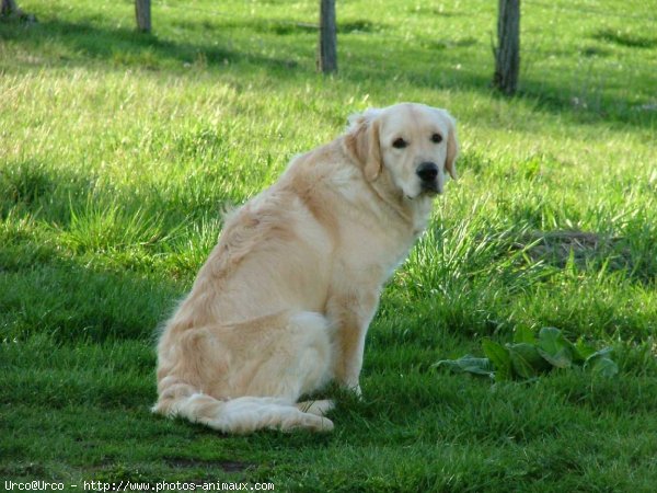 Photo de Golden retriever