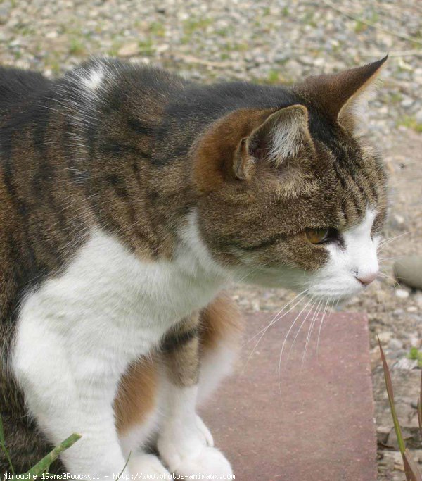 Photo de Chat domestique