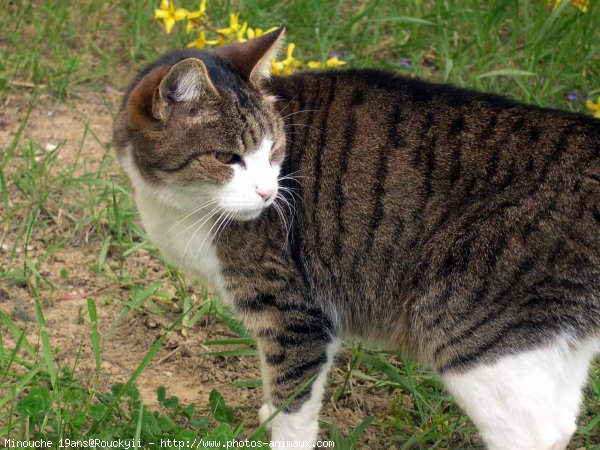 Photo de Chat domestique