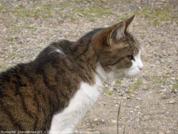 Photo de Chat domestique