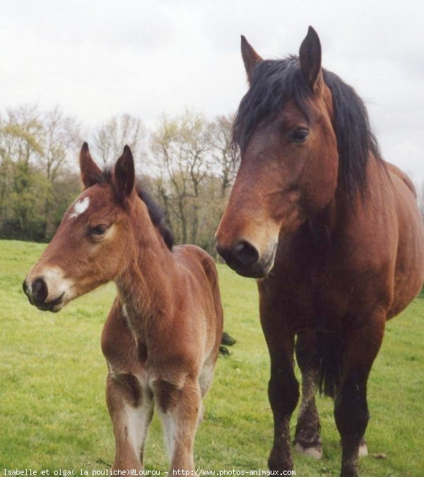 Photo de Poney franais de selle