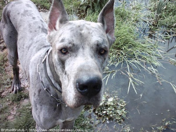 Photo de Dogue allemand