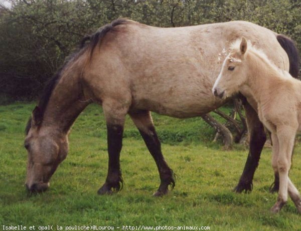 Photo de Poney franais de selle