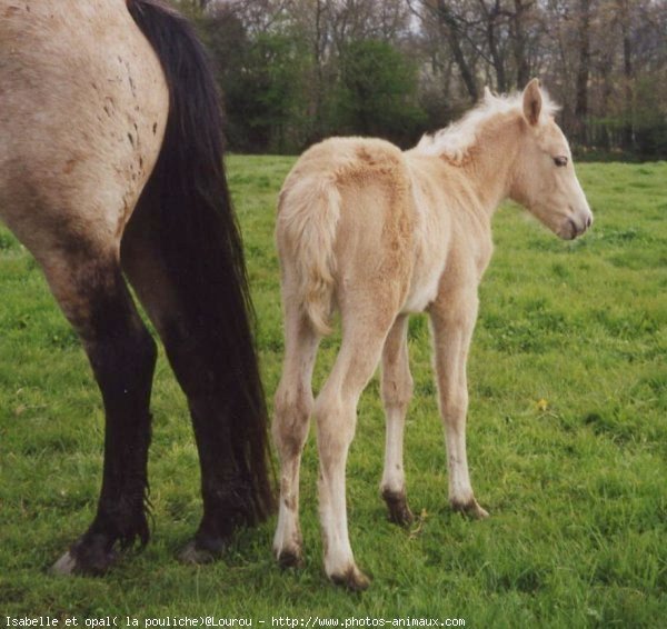 Photo de Poney franais de selle