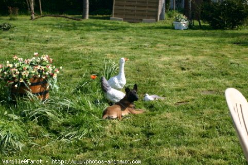 Photo de Berger belge malinois