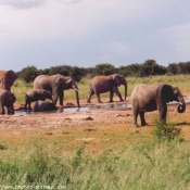 Photo d'Elphant d'afrique