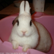 Photo de Lapin