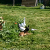 Photo de Berger belge malinois