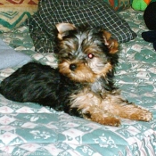 Photo de Yorkshire terrier