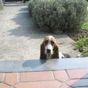 Photo de Basset hound