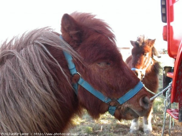 Photo de Shetland