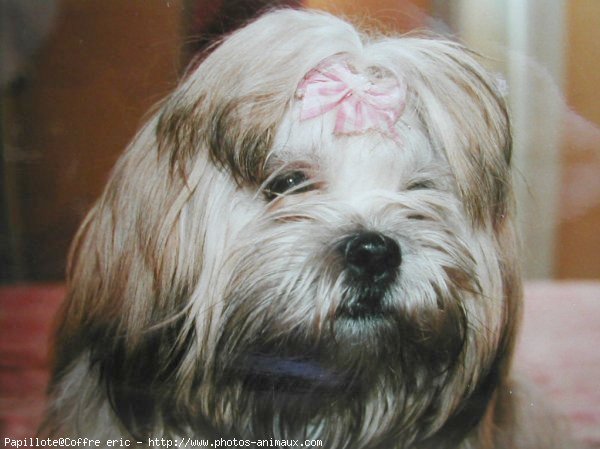 Photo de Lhassa apso