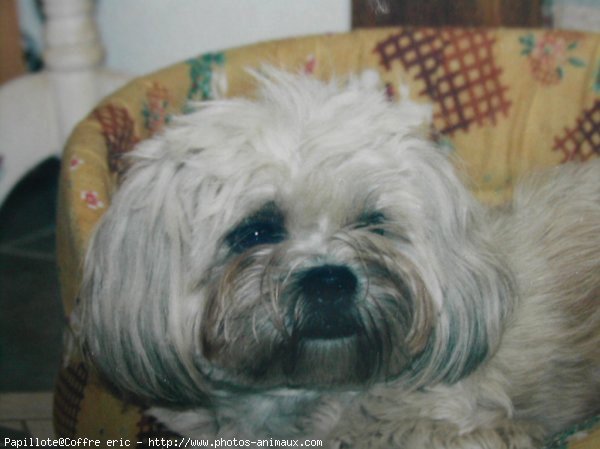 Photo de Lhassa apso