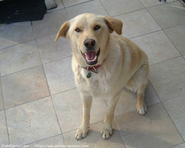 Photo de Labrador retriever