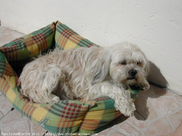 Photo de Lhassa apso