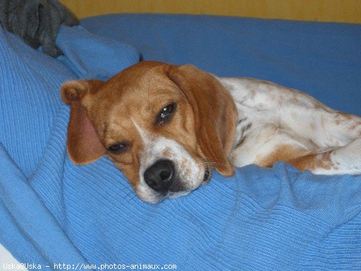 Photo de Beagle