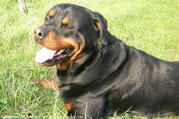 Photo de Rottweiler