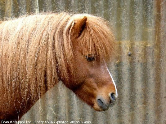 Photo de Shetland