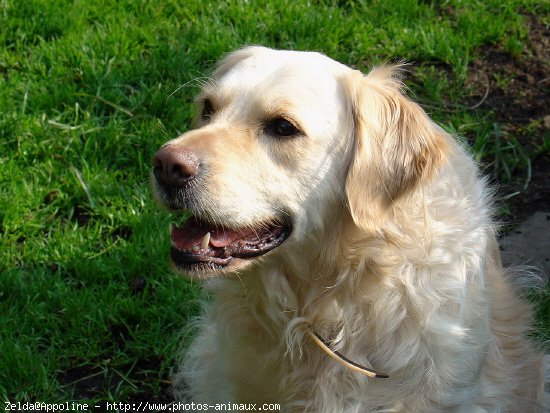 Photo de Golden retriever