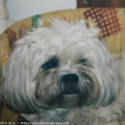 Photo de Lhassa apso