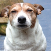 Photo de Jack russell terrier