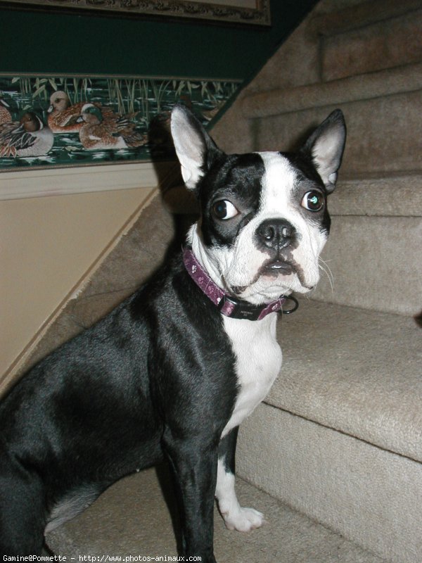 Photo de Boston terrier