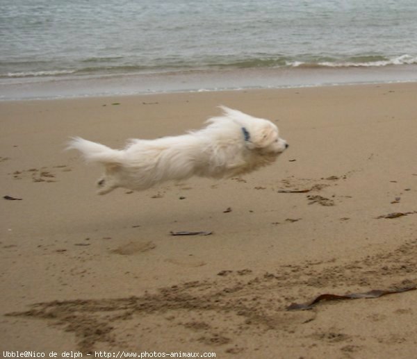 Photo de Coton de tulear