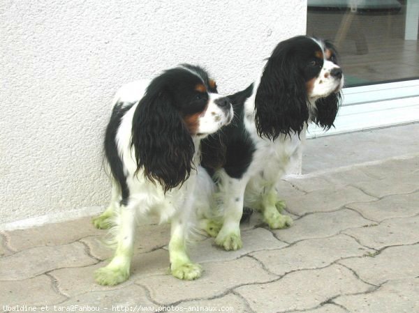 Photo de Cavalier king charles spaniel