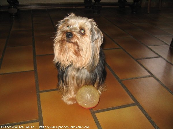 Photo de Yorkshire terrier