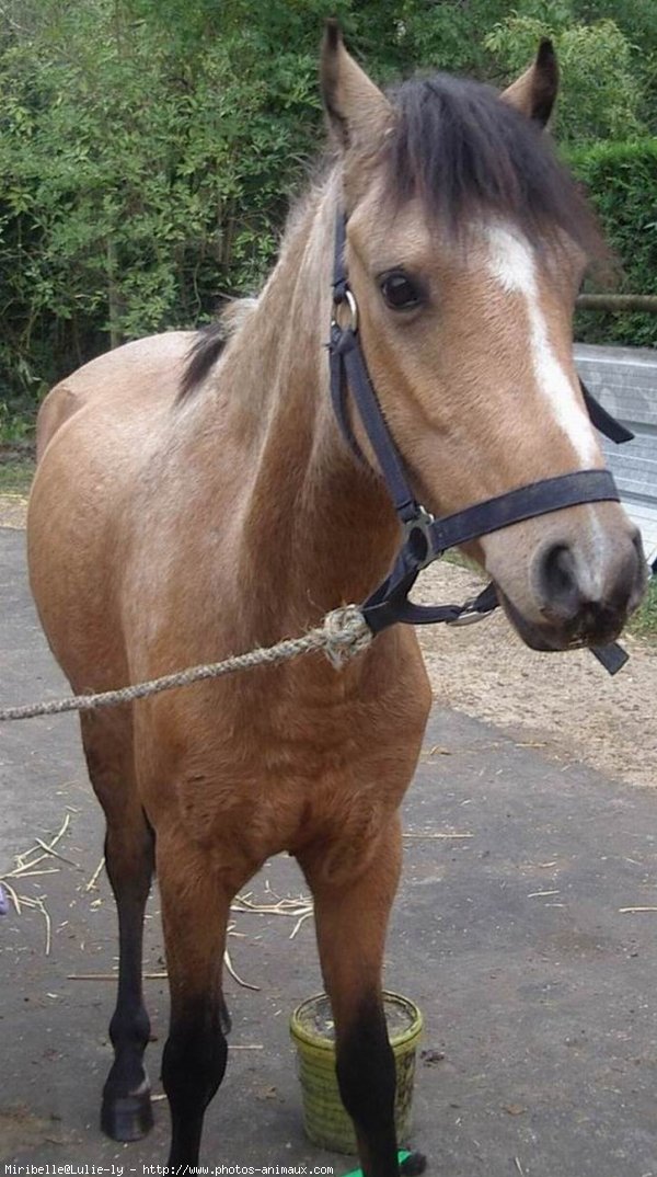 Photo de Poney franais de selle