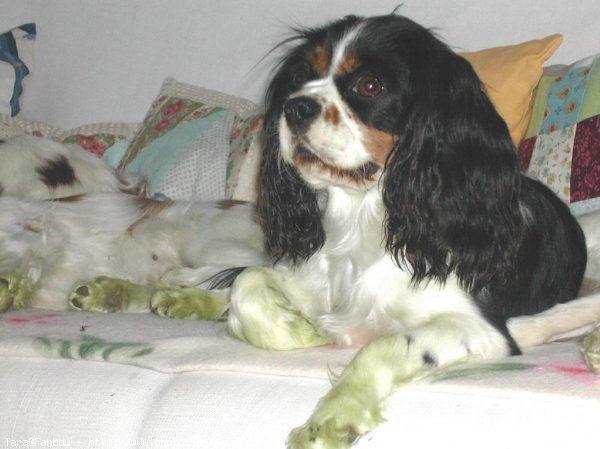 Photo de Cavalier king charles spaniel