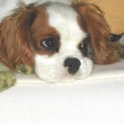 Photo de Cavalier king charles spaniel