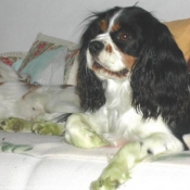 Photo de Cavalier king charles spaniel