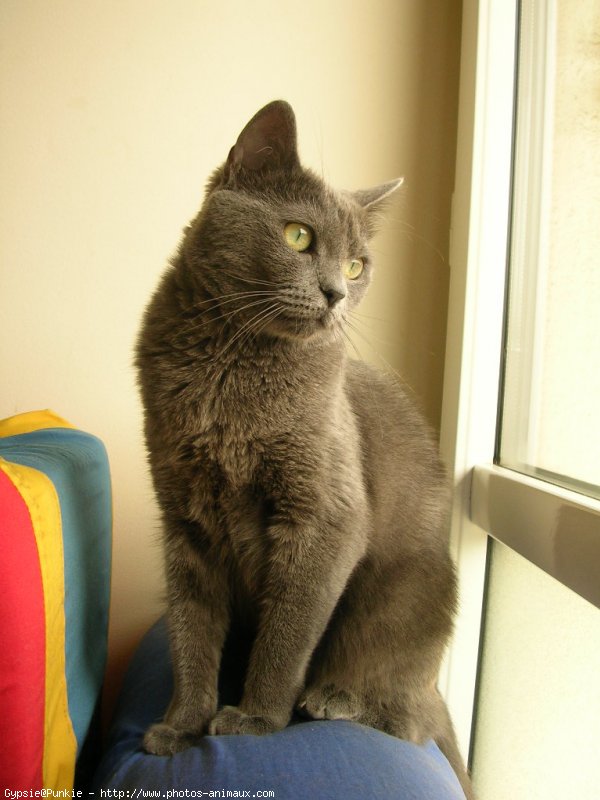 Photo de Chartreux