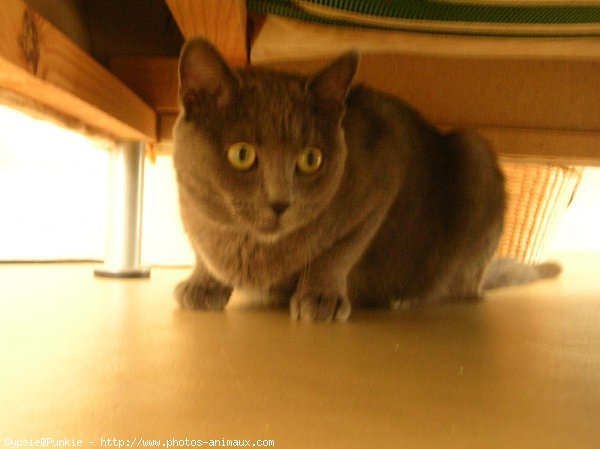 Photo de Chartreux