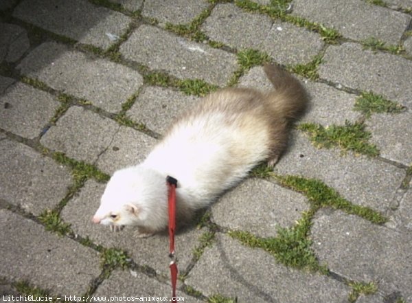 Photo de Furet