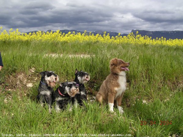 Photo de Schnauzer gant