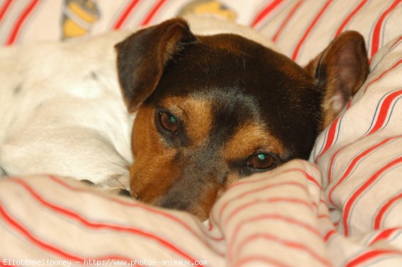 Photo de Jack russell terrier