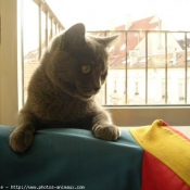 Photo de Chartreux