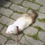 Photo de Furet