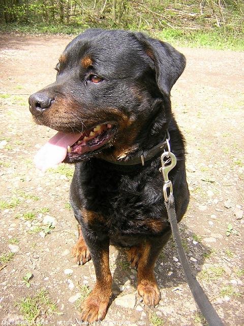 Photo de Rottweiler