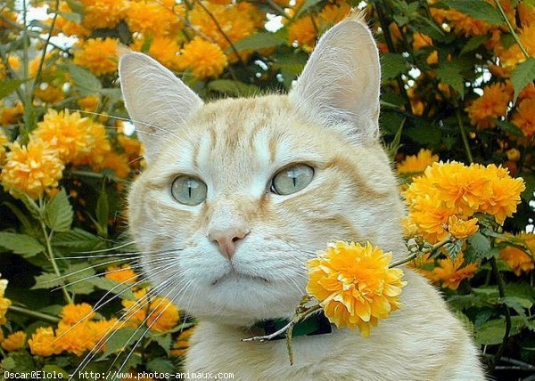 Photo de Chat domestique