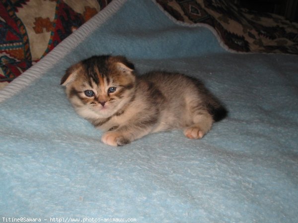 Photo de Scottish fold