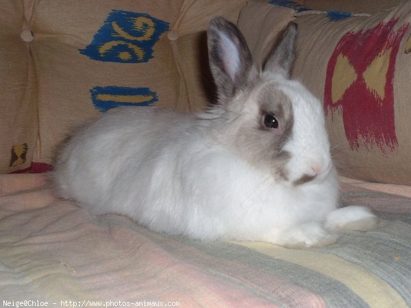 Photo de Lapin