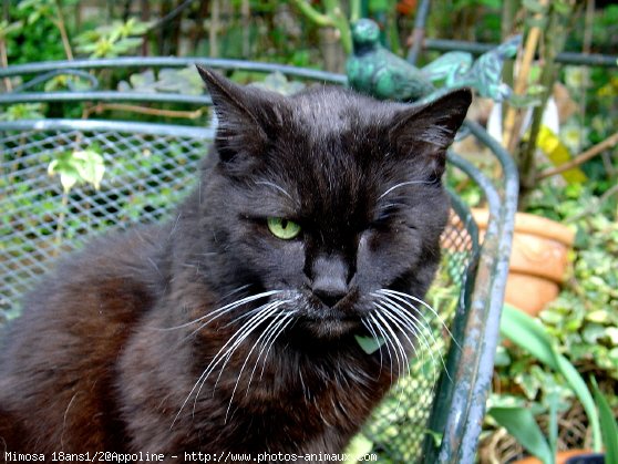 Photo de Chat domestique