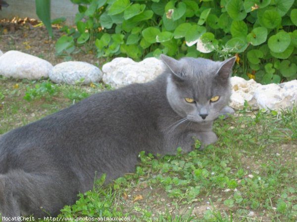 Photo de Chartreux