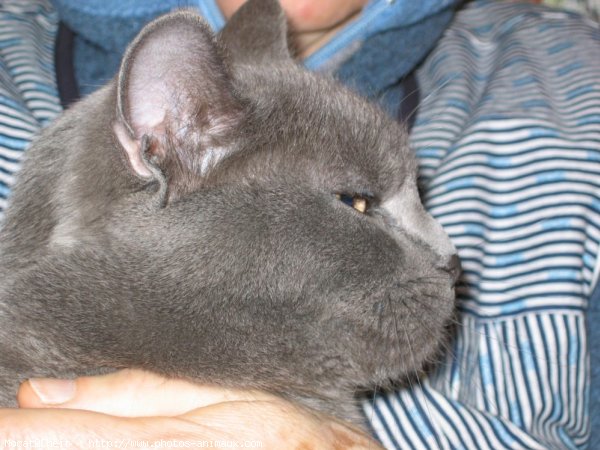 Photo de Chartreux