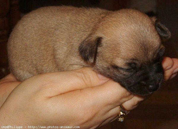 Photo de Chihuahua  poil court